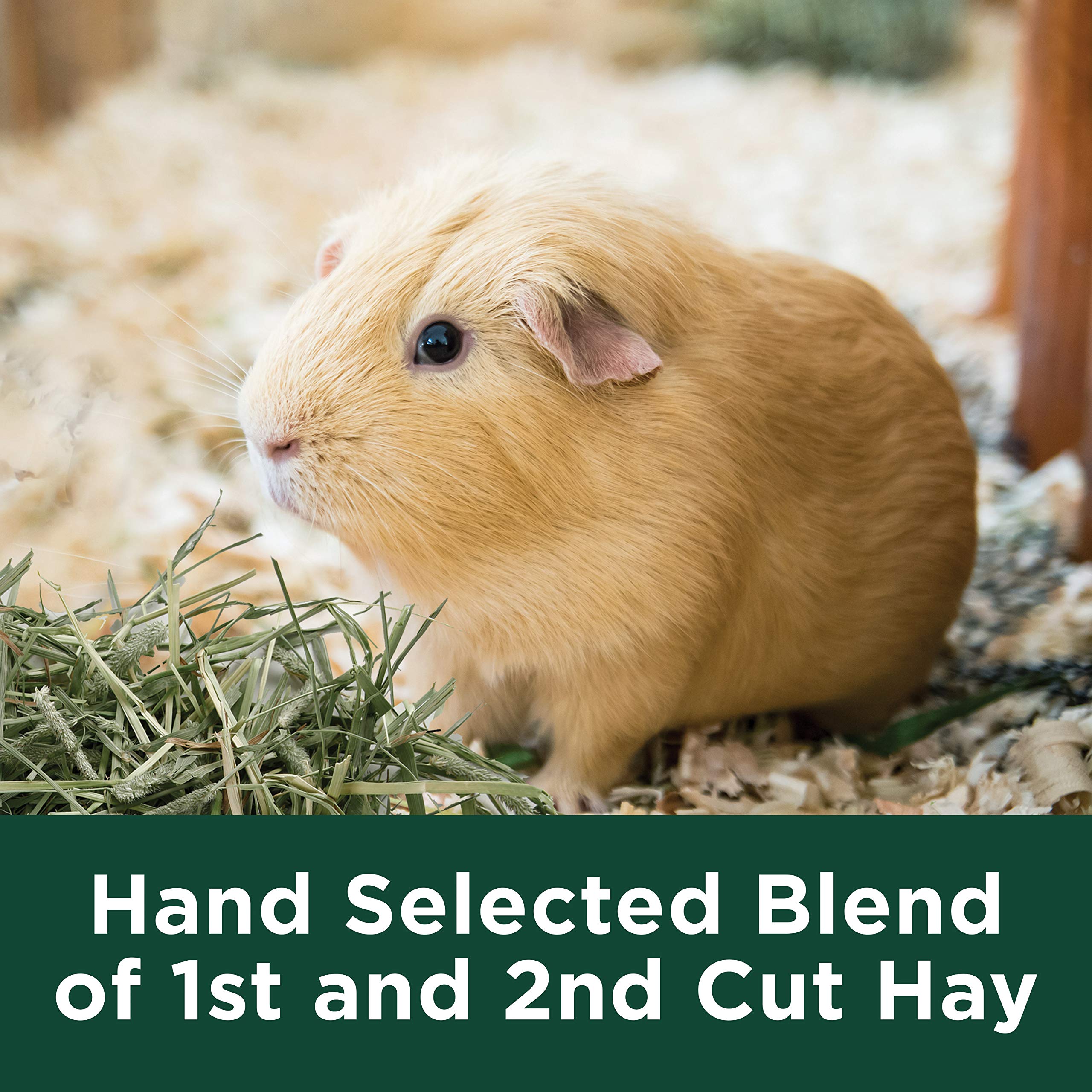 Kaytee All Natural Timothy Hay Plus Mint for Guinea Pigs, Rabbits & Other Small Animals, 24 Ounce