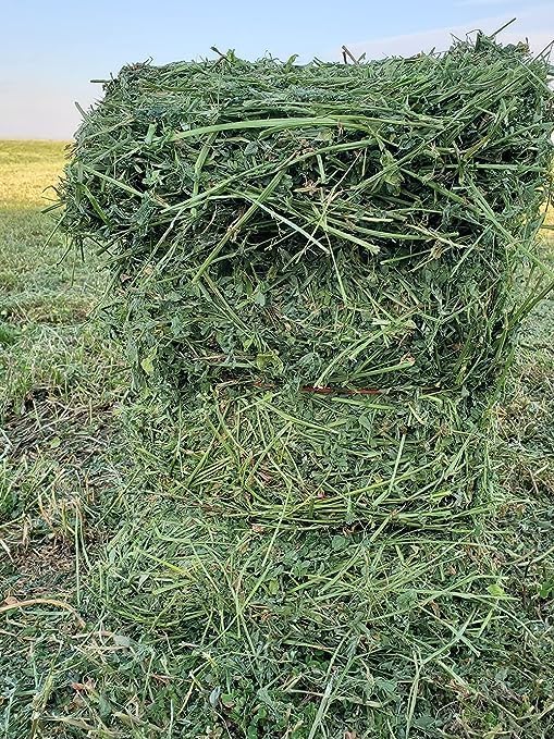 5 Lbs Fresh Alfalfa Hay by Bunny Honey - USDA Organic Natural Hay for Guinea Pigs, Rabbits, Hamsters, Hedgehogs, and More Small Select Animal Pets - 2nd Cut Fresh from Farm (5LB)