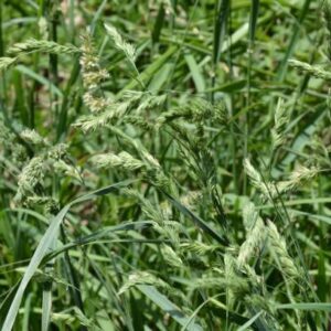 Nibbles All Natural Guinea Pig Orchard Grass Hay 7lbs