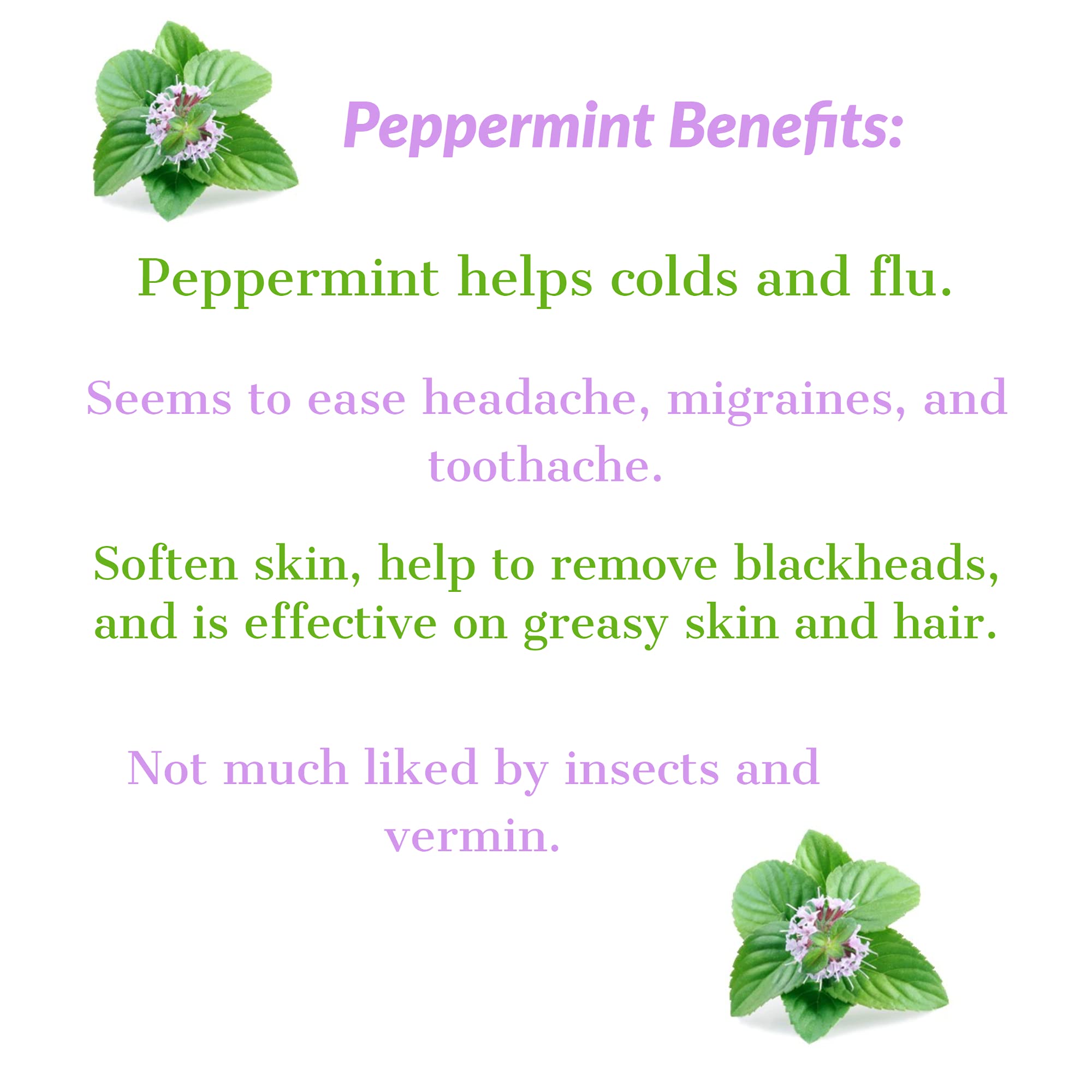 EAromaspa Peppermint, Bulk Size Essential Oil, 100% Pure, Undiluted, Therapeutic Grade, Mint, Natural Aromatherapy, for Headache, Migraines, Hair, Diffusers, Mice, Rats, Bugs ;16 fl oz Bottle