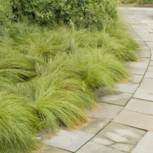 QAUZUY GARDEN 200 Prairie Dropseed Seeds (Sporobolus Heterolepis) Ornamental Native Grass - Drought Tolerant - Perennial Ground Lawn Cover grass - Low-Maintenance