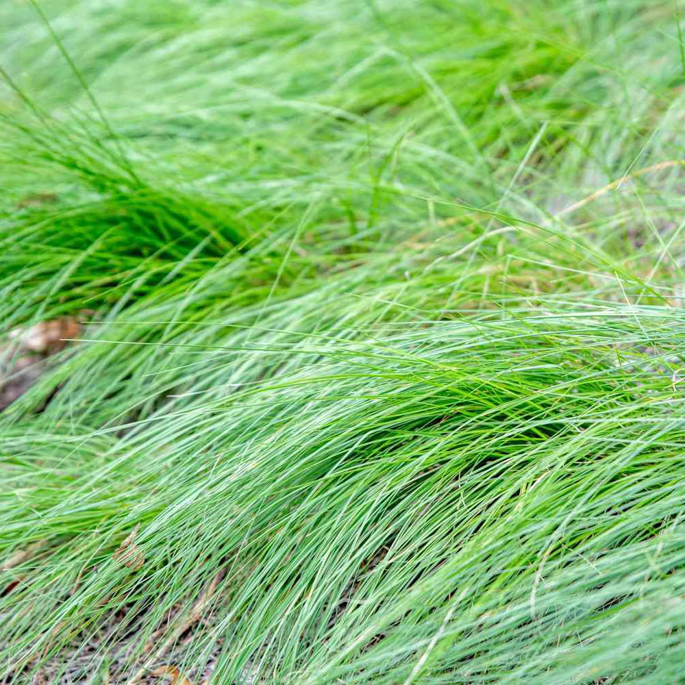 QAUZUY GARDEN 200 Prairie Dropseed Seeds (Sporobolus Heterolepis) Ornamental Native Grass - Drought Tolerant - Perennial Ground Lawn Cover grass - Low-Maintenance