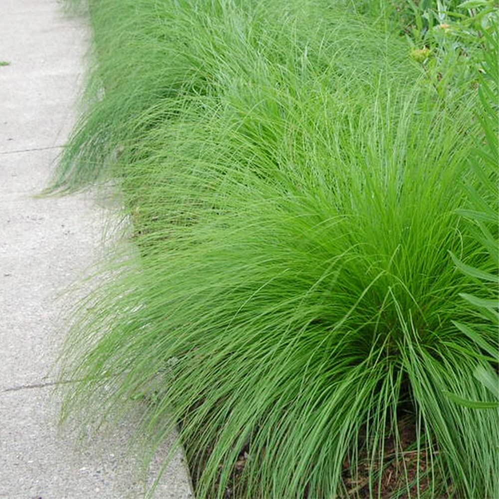 QAUZUY GARDEN 200 Prairie Dropseed Seeds (Sporobolus Heterolepis) Ornamental Native Grass - Drought Tolerant - Perennial Ground Lawn Cover grass - Low-Maintenance