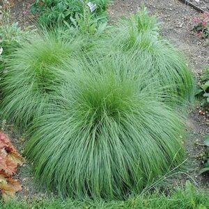 QAUZUY GARDEN 200 Prairie Dropseed Seeds (Sporobolus Heterolepis) Ornamental Native Grass - Drought Tolerant - Perennial Ground Lawn Cover grass - Low-Maintenance