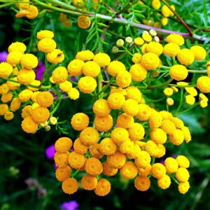 Tansy Herb Seeds for Planting (200 Seeds) - Excellent Cut Flower, Used for Essential Oil