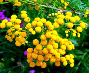 200 tansy herb seeds for planting - excellent cut flower, used for essential oil