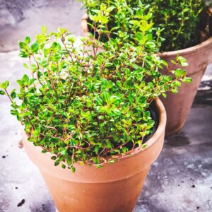 Thyme Seeds Fragrant Ornamental Culinary Attracts Bees Drought Tolerant Containers Patio Border Outdoor Indoor 100Pcs Herb Seeds by YEGAOL Garden