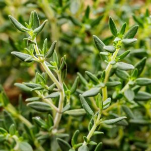 Thyme Seeds Fragrant Ornamental Culinary Attracts Bees Drought Tolerant Containers Patio Border Outdoor Indoor 100Pcs Herb Seeds by YEGAOL Garden