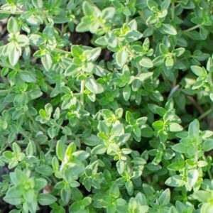 Thyme Seeds Fragrant Ornamental Culinary Attracts Bees Drought Tolerant Containers Patio Border Outdoor Indoor 100Pcs Herb Seeds by YEGAOL Garden