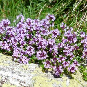 Seeds Common English Thyme Herbs for Planting Non GMO 500 Seeds