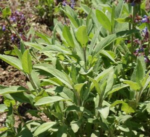 100 garden broadleaf sage herb seeds - non-gmo - always fresh seeds! - planting seeds for home vegetable & herb garden