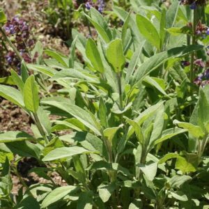 100 Garden Broadleaf SAGE Herb Seeds - Non-GMO - Always Fresh Seeds! - Planting Seeds for Home Vegetable & Herb Garden