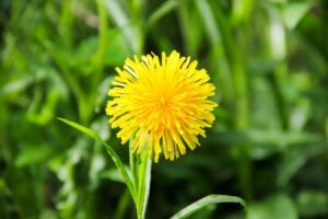 caremule dandelion seeds for planting - 5000 pcs organic non-gmo and untreated dandelion herb seeds to plant home garden