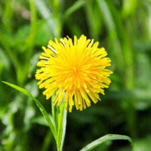 CAREMULE Dandelion Seeds for Planting - 5000 Pcs Organic Non-GMO and Untreated Dandelion Herb Seeds to Plant Home Garden