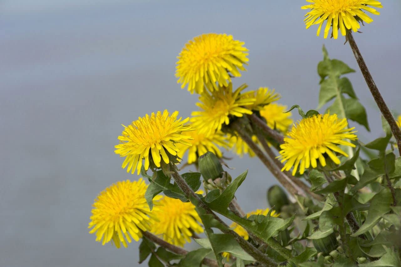 CAREMULE Dandelion Seeds for Planting - 5000 Pcs Organic Non-GMO and Untreated Dandelion Herb Seeds to Plant Home Garden