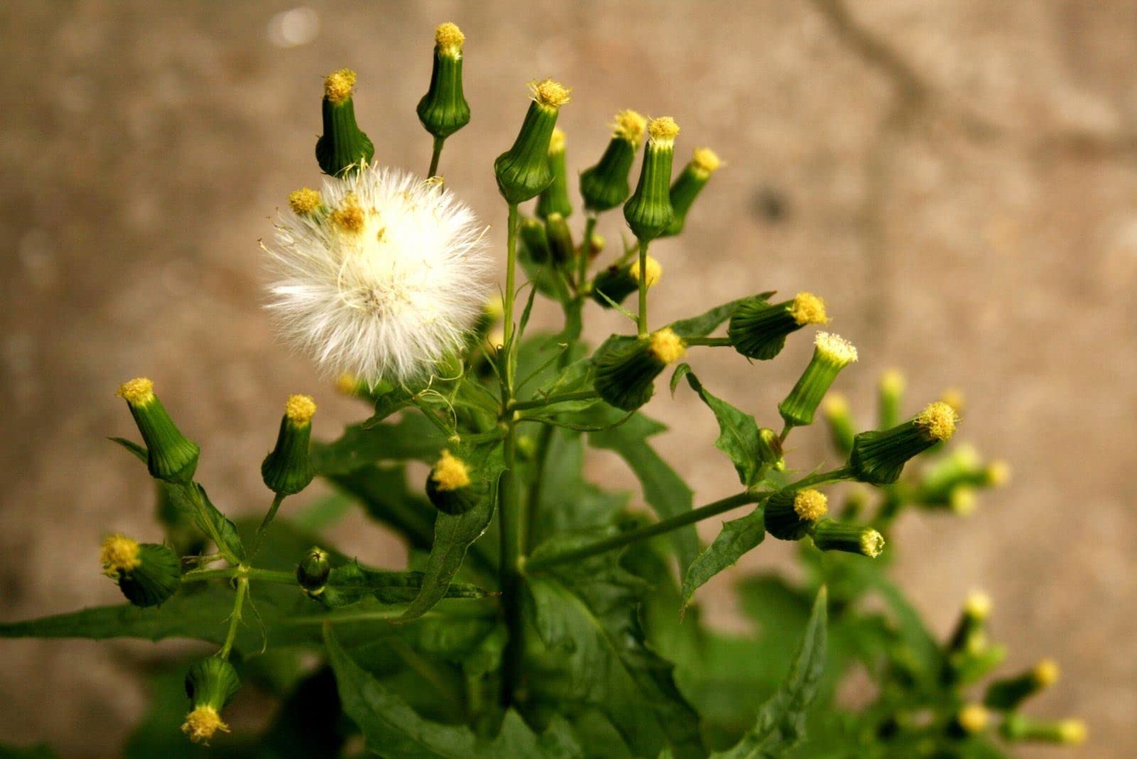 CAREMULE Dandelion Seeds for Planting - 5000 Pcs Organic Non-GMO and Untreated Dandelion Herb Seeds to Plant Home Garden