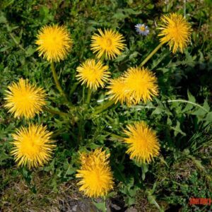 CAREMULE Dandelion Seeds for Planting - 5000 Pcs Organic Non-GMO and Untreated Dandelion Herb Seeds to Plant Home Garden