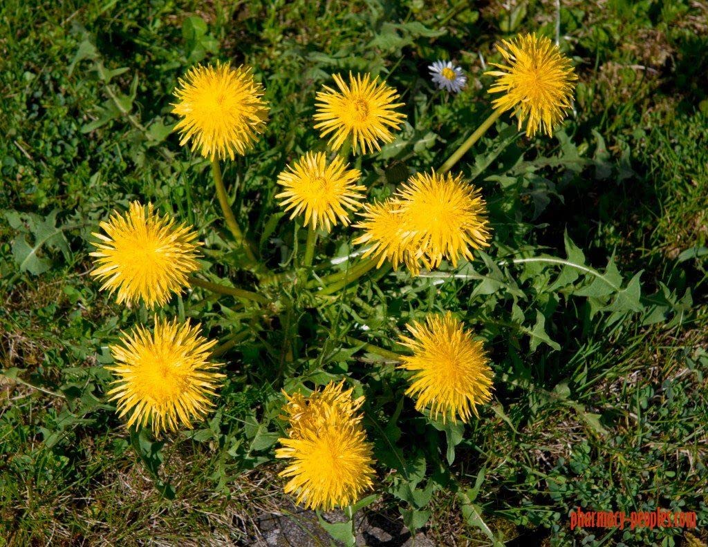 CAREMULE Dandelion Seeds for Planting - 5000 Pcs Organic Non-GMO and Untreated Dandelion Herb Seeds to Plant Home Garden