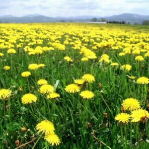 CAREMULE Dandelion Seeds for Planting - 5000 Pcs Organic Non-GMO and Untreated Dandelion Herb Seeds to Plant Home Garden