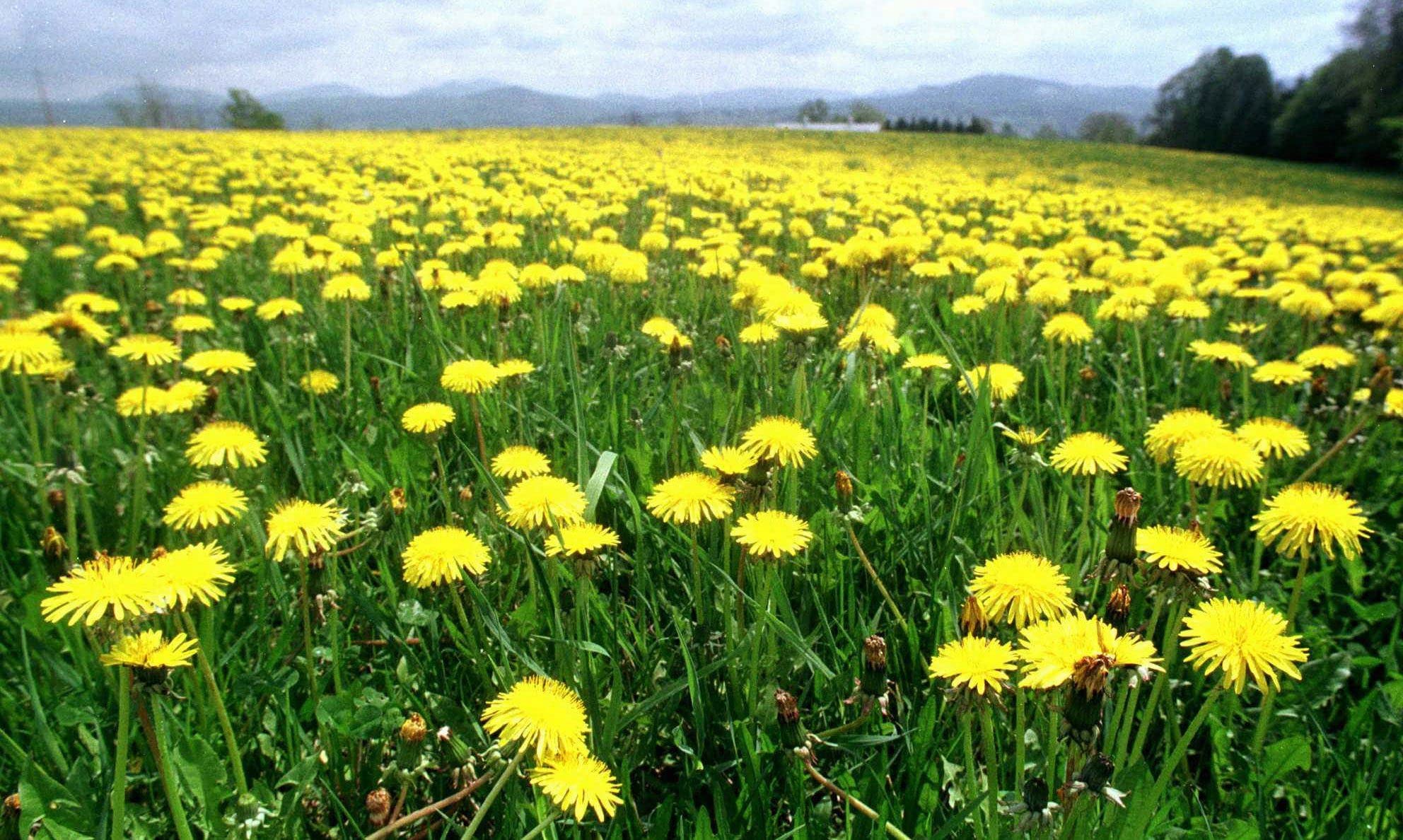 CAREMULE Dandelion Seeds for Planting - 5000 Pcs Organic Non-GMO and Untreated Dandelion Herb Seeds to Plant Home Garden