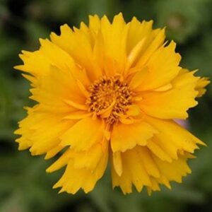 Largeflower Tickseed-Brilliant Golden Blooms Large and Very Showy (25 - Seeds)