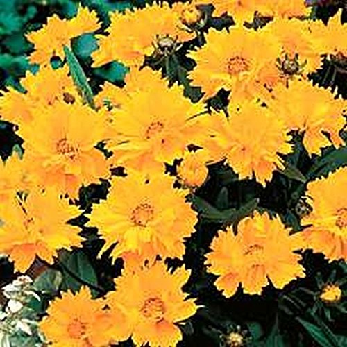 Largeflower Tickseed-Brilliant Golden Blooms Large and Very Showy (25 - Seeds)