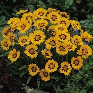 Largeflower Tickseed-Brilliant Golden Blooms Large and Very Showy (25 - Seeds)