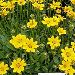 Largeflower Tickseed-Brilliant Golden Blooms Large and Very Showy (25 - Seeds)