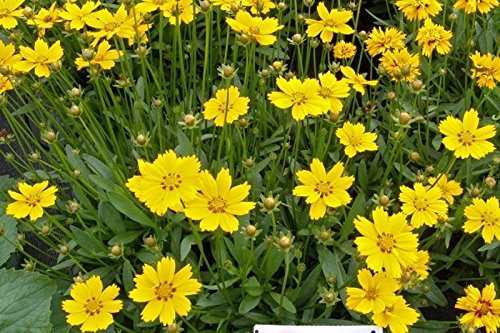 Largeflower Tickseed-Brilliant Golden Blooms Large and Very Showy (25 - Seeds)