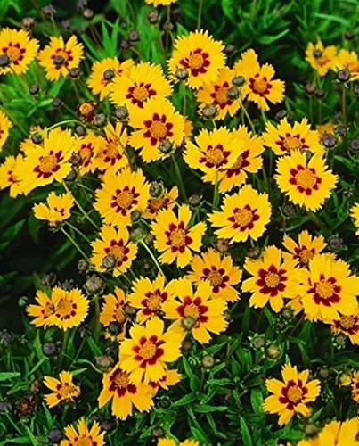 Largeflower Tickseed-Brilliant Golden Blooms Large and Very Showy (25 - Seeds)