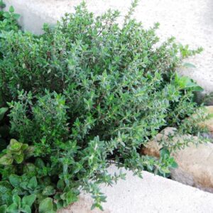 Thyme Seeds - 1/4 Pound - Herb Seeds, Heirloom Seed, Open Pollinated Seed Attracts Bees, Attracts Butterflies, Attracts Pollinators, Fragrant, Culinary