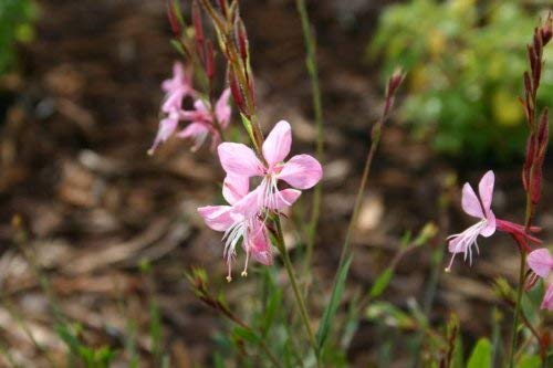 100 Pink GAURA Whirling Butterflies Gaura Lindheimeri Flower Seeds