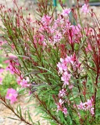 100 Pink GAURA Whirling Butterflies Gaura Lindheimeri Flower Seeds