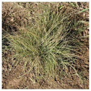 Everwilde Farms - 100 Buffalo Grass Native Grass Seeds - Gold Vault Jumbo Seed Packet