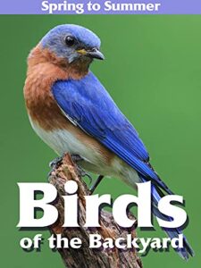 birds of the backyard: spring in to summer