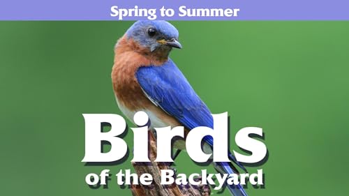 Birds of the Backyard: Spring in to Summer