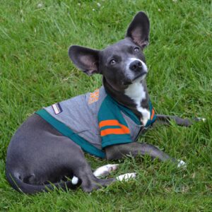 Pets First NFL Miami Dolphins Hoodie for Dogs & Cats. | NFL Football Licensed Dog Hoody Tee Shirt, Large| Sports Hoody T-Shirt for Pets | Licensed Sporty Dog Shirt