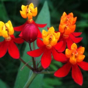 Asclepias curassavica | Butterfly Bush | Scarlet Milkweed | 200_Seeds