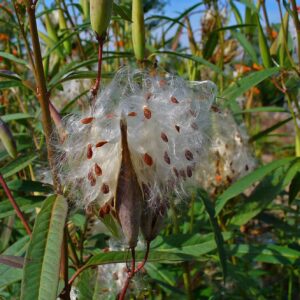 Asclepias curassavica | Butterfly Bush | Scarlet Milkweed | 200_Seeds