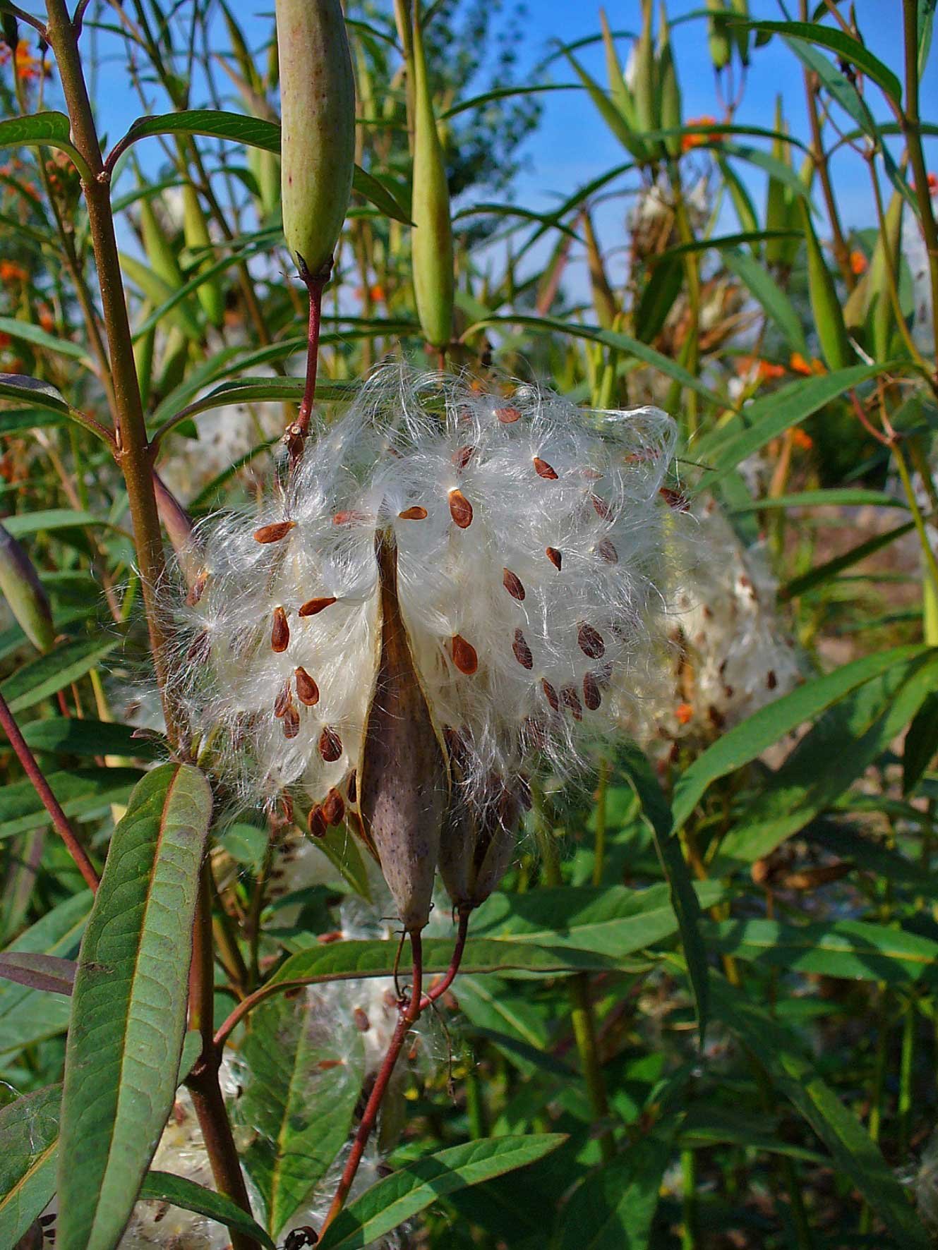 Asclepias curassavica | Butterfly Bush | Scarlet Milkweed | 200_Seeds