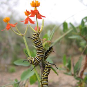 Asclepias curassavica | Butterfly Bush | Scarlet Milkweed | 200_Seeds