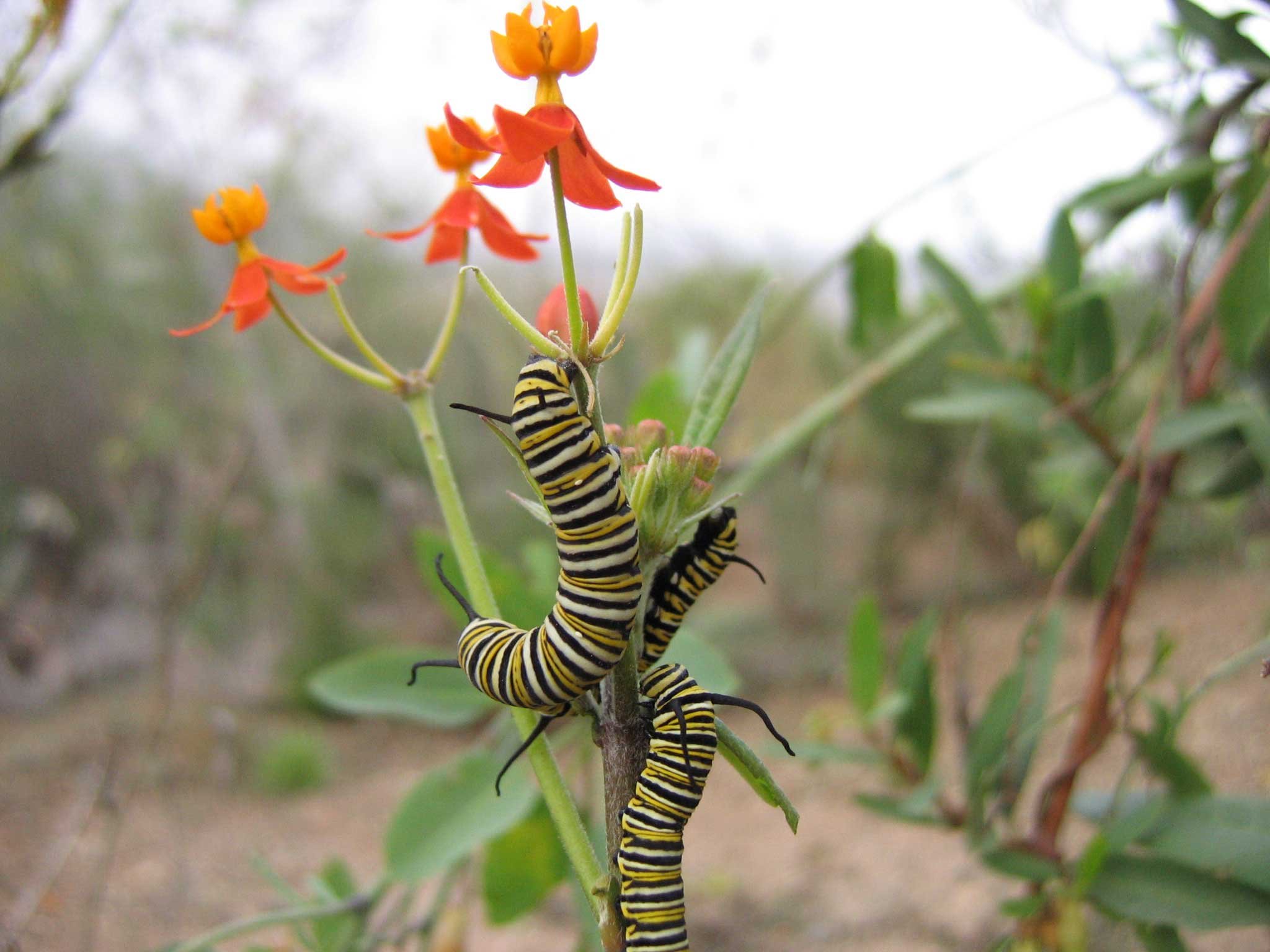 Asclepias curassavica | Butterfly Bush | Scarlet Milkweed | 200_Seeds