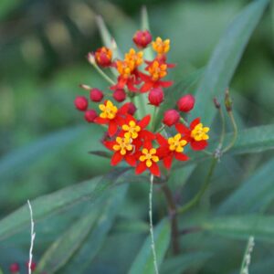 Asclepias curassavica | Butterfly Bush | Scarlet Milkweed | 200_Seeds