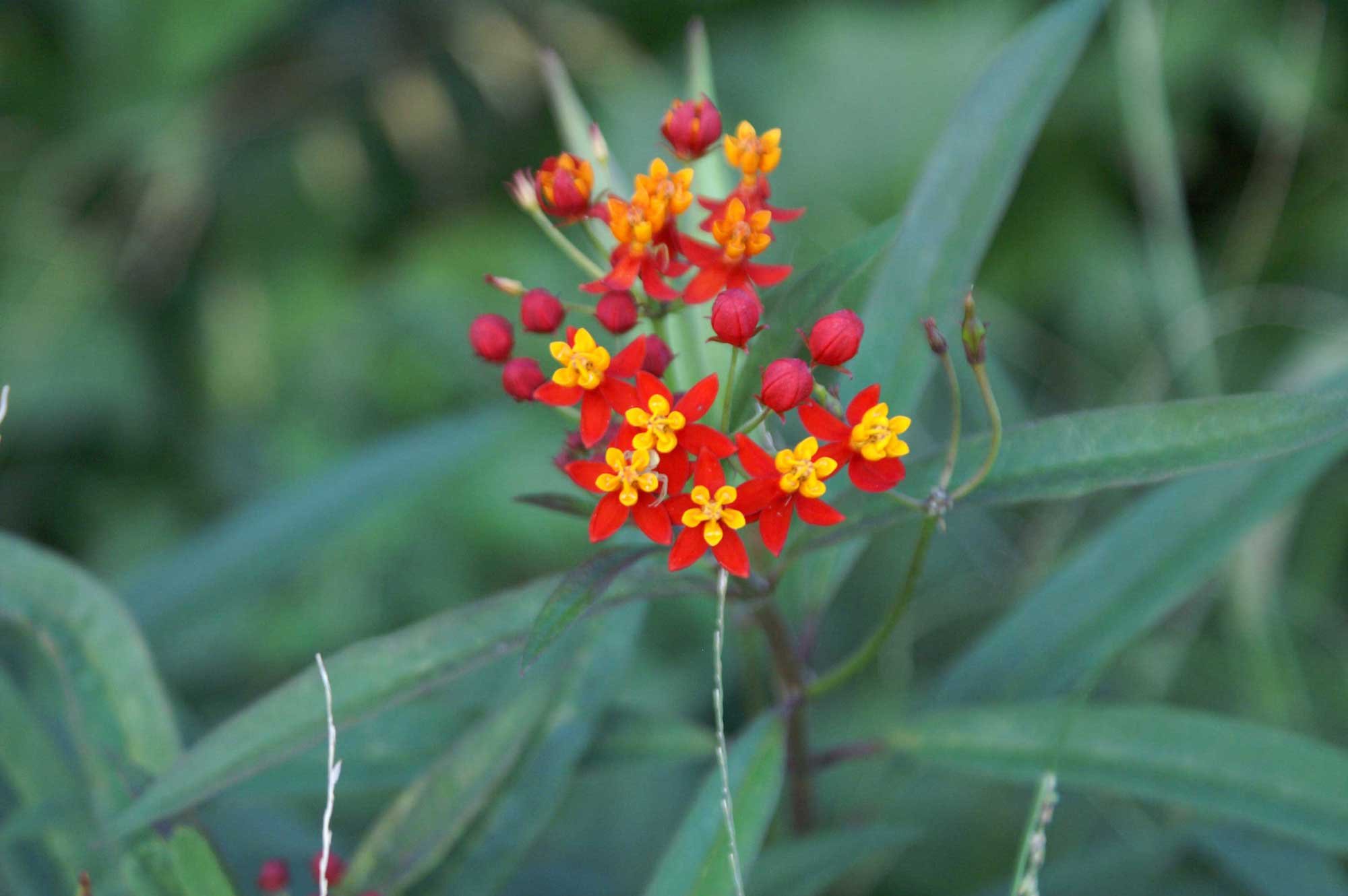 Asclepias curassavica | Butterfly Bush | Scarlet Milkweed | 200_Seeds