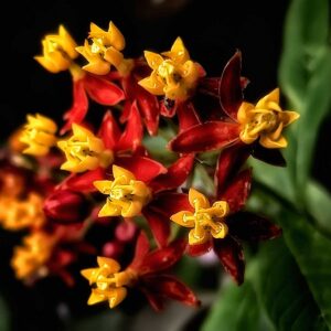 Asclepias curassavica | Butterfly Bush | Scarlet Milkweed | 200_Seeds