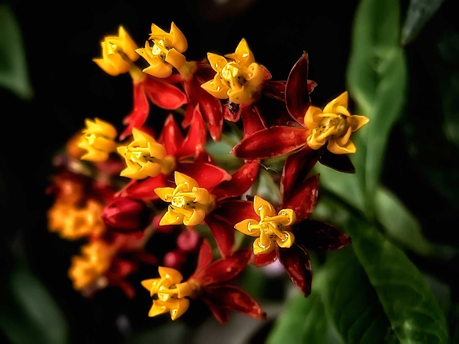 Asclepias curassavica | Butterfly Bush | Scarlet Milkweed | 200_Seeds