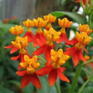 Asclepias curassavica | Butterfly Bush | Scarlet Milkweed | 200_Seeds