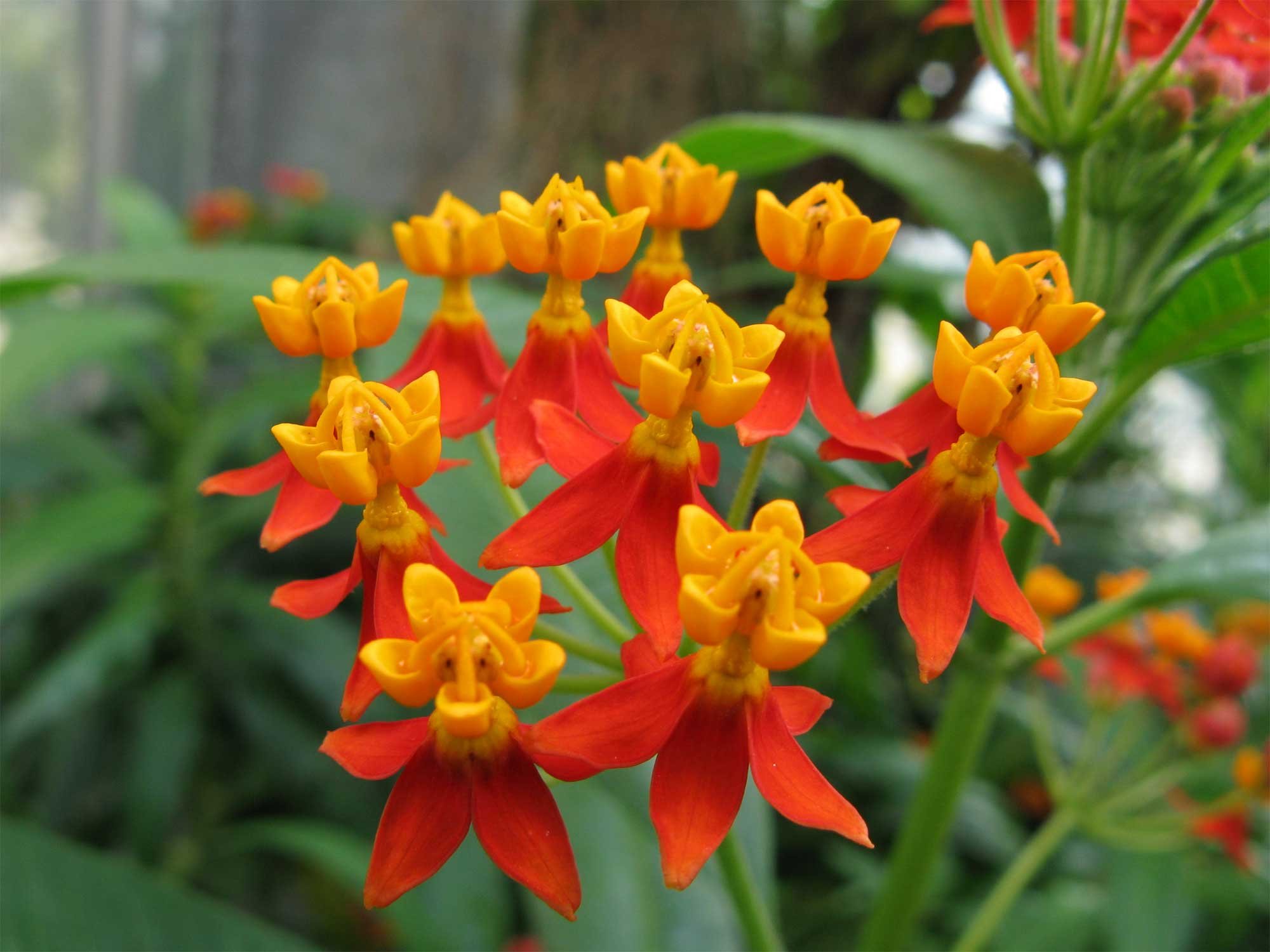 Asclepias curassavica | Butterfly Bush | Scarlet Milkweed | 200_Seeds