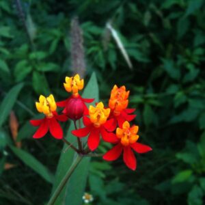 Asclepias curassavica | Butterfly Bush | Scarlet Milkweed | 200_Seeds