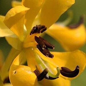 Senna hebecarpa | Wild Cassia | Wild American Senna | 100_Seeds